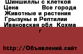 Шиншиллы с клеткой › Цена ­ 8 000 - Все города Животные и растения » Грызуны и Рептилии   . Ивановская обл.,Кохма г.